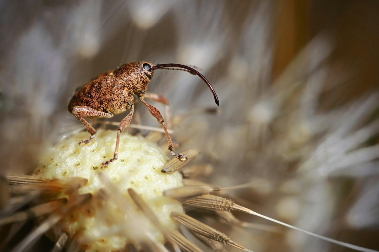 Makrobillede af nøddesnudebille
